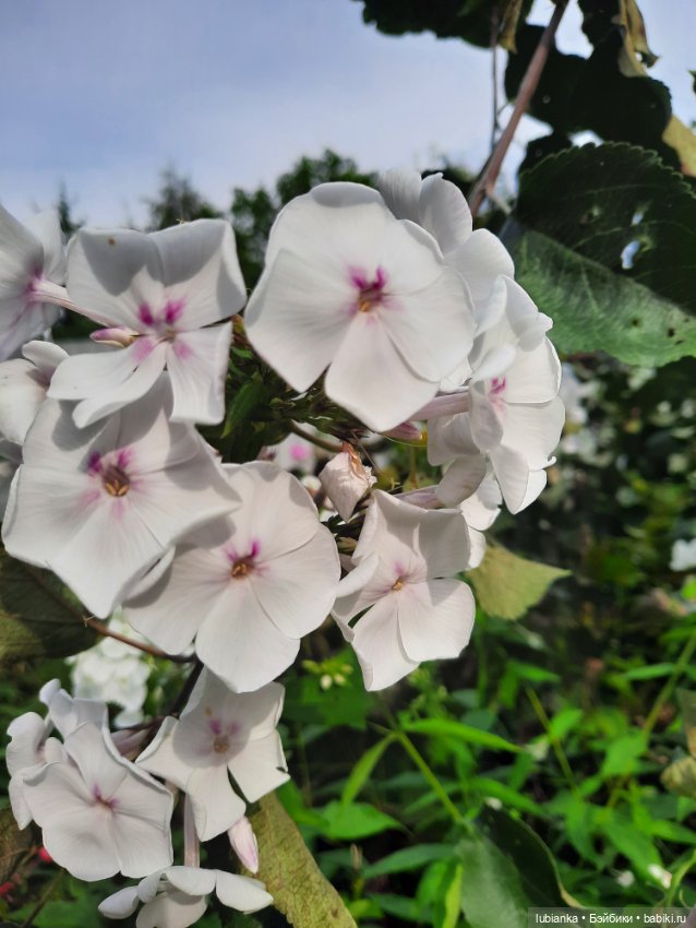 Куклы разные нужны... и цветы тоже