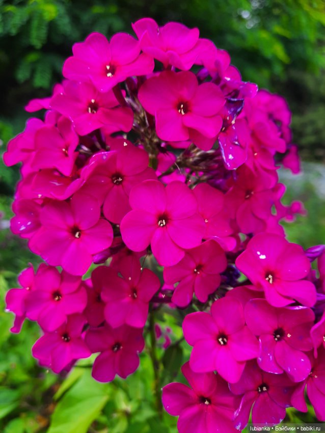 Куклы разные нужны... и цветы тоже