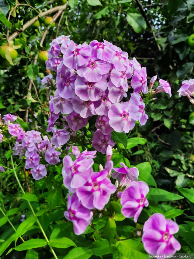 Куклы разные нужны... и цветы тоже