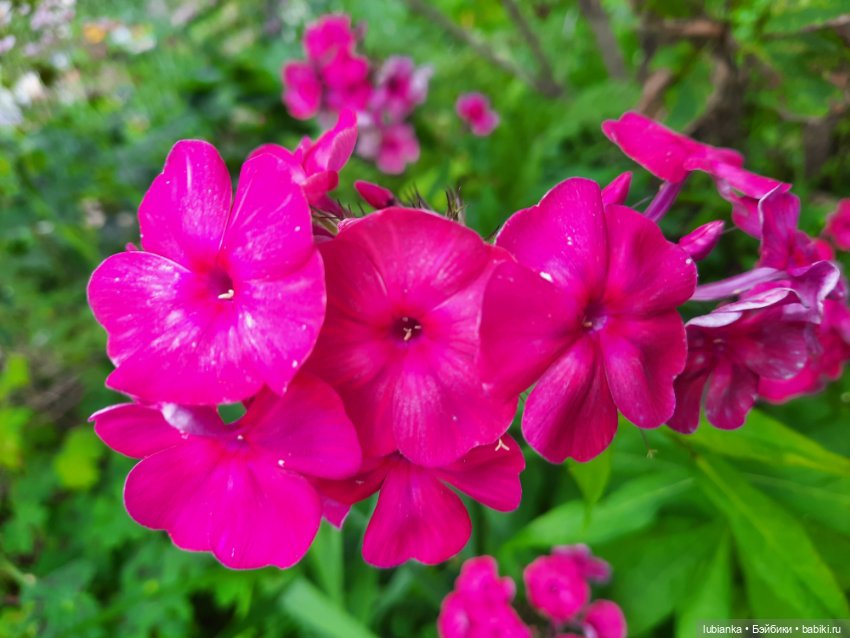 Куклы разные нужны... и цветы тоже