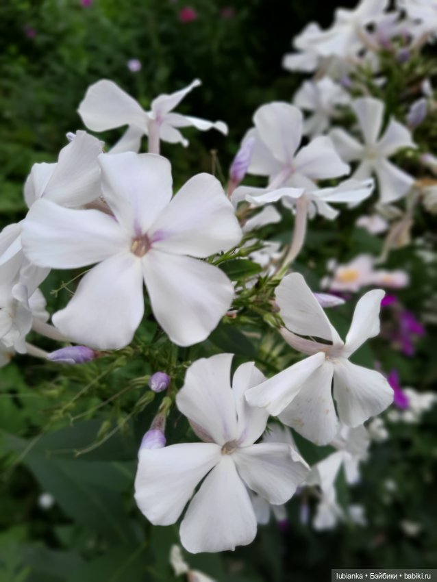 Куклы разные нужны... и цветы тоже