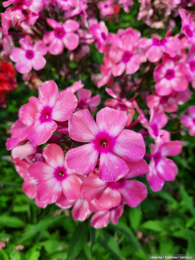 Куклы разные нужны... и цветы тоже