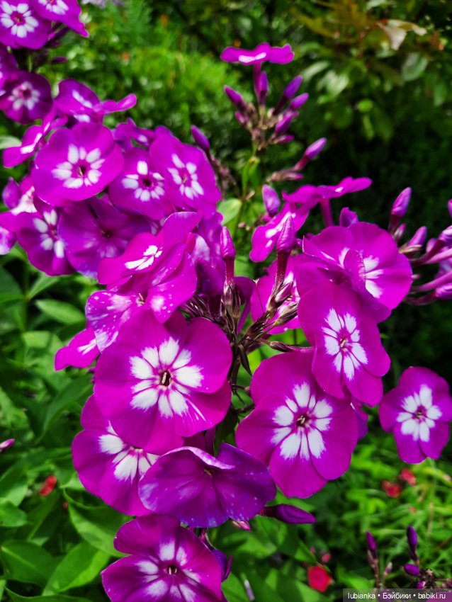 Куклы разные нужны... и цветы тоже