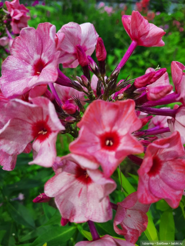 Куклы разные нужны... и цветы тоже