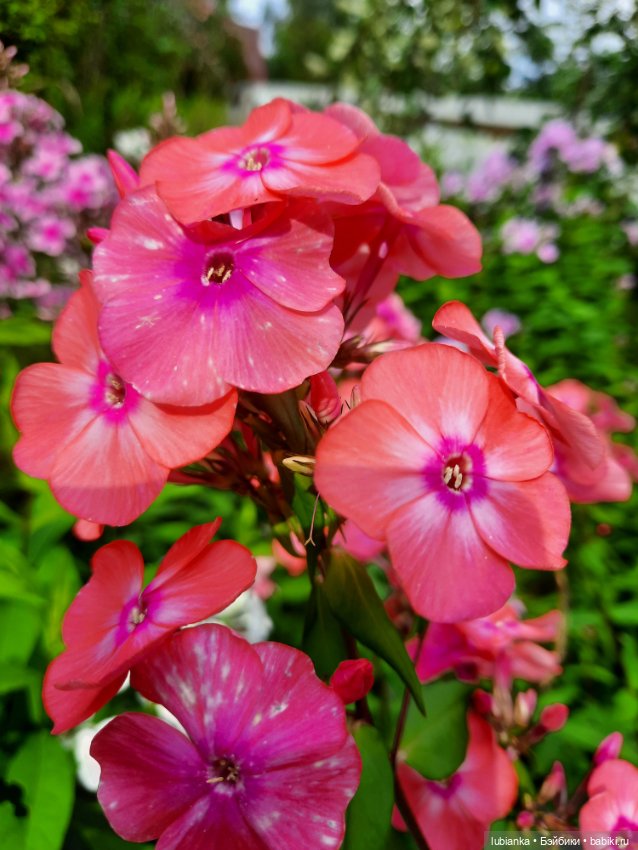 Куклы разные нужны... и цветы тоже