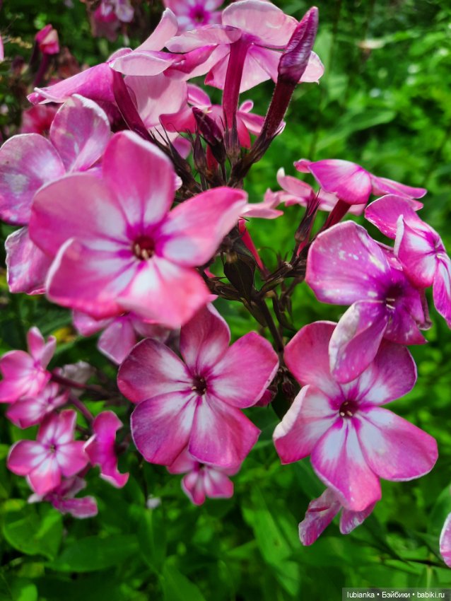 Куклы разные нужны... и цветы тоже