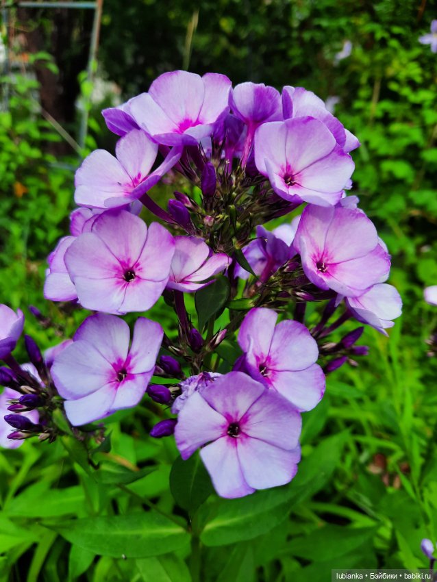 Куклы разные нужны... и цветы тоже