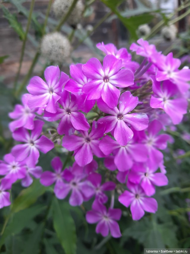 Куклы разные нужны... и цветы тоже