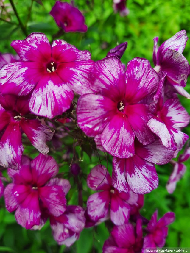 Куклы разные нужны... и цветы тоже