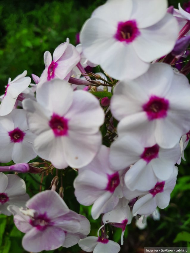 Куклы разные нужны... и цветы тоже