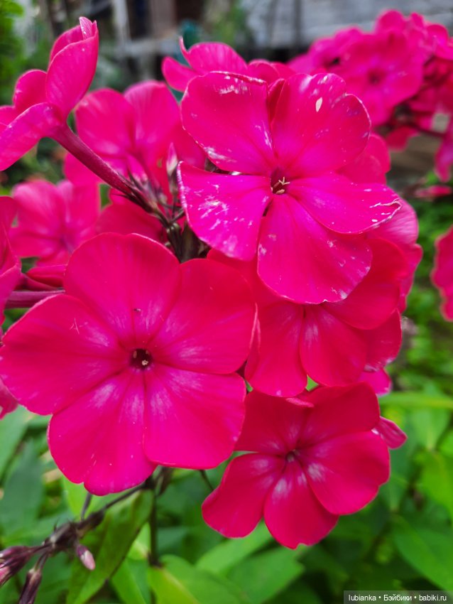 Куклы разные нужны... и цветы тоже