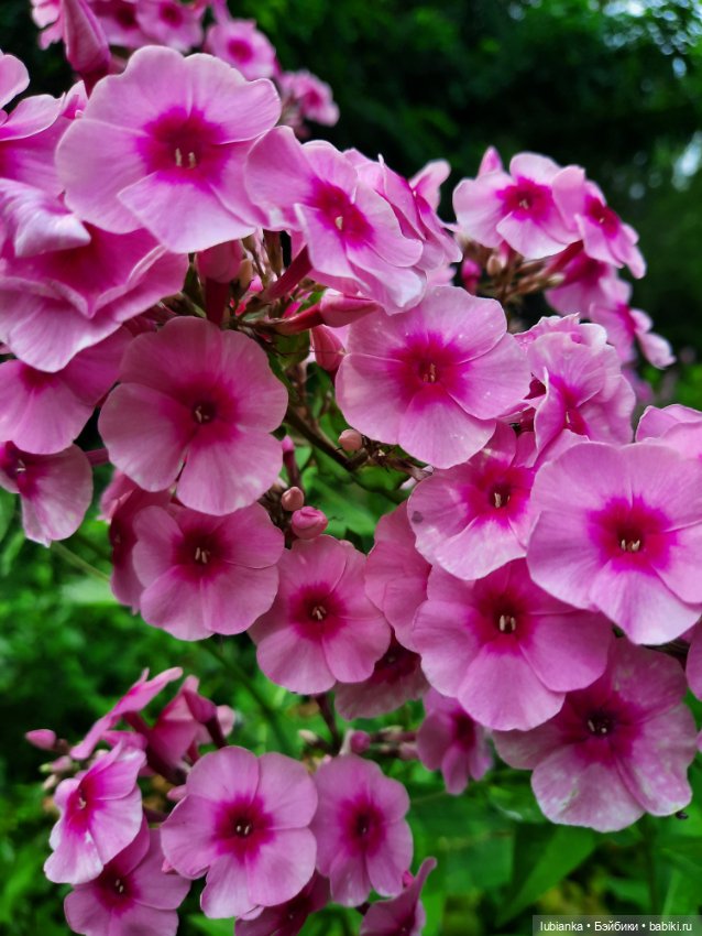 Куклы разные нужны... и цветы тоже