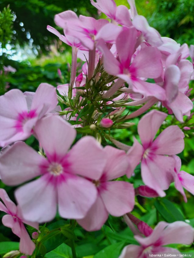 Куклы разные нужны... и цветы тоже