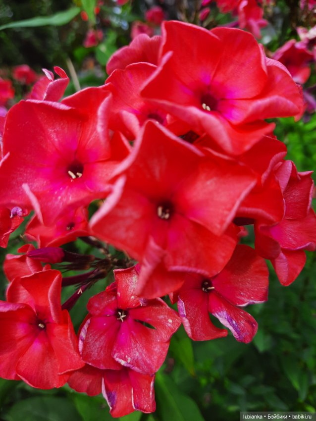 Куклы разные нужны... и цветы тоже