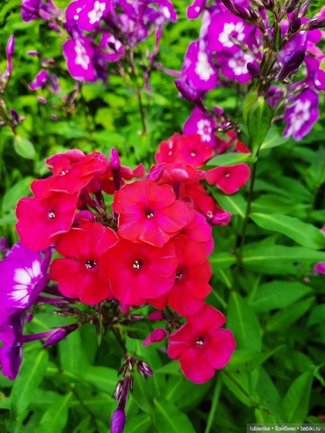 Куклы разные нужны... и цветы тоже