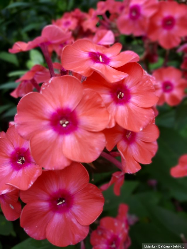 Куклы разные нужны... и цветы тоже