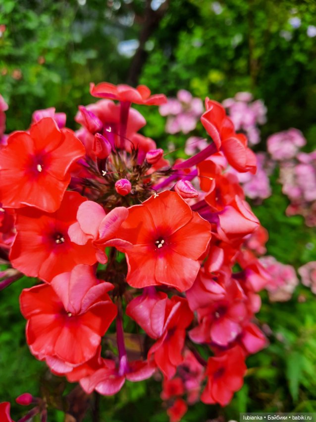 Куклы разные нужны... и цветы тоже