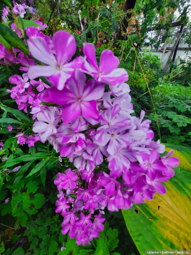 Куклы разные нужны... и цветы тоже