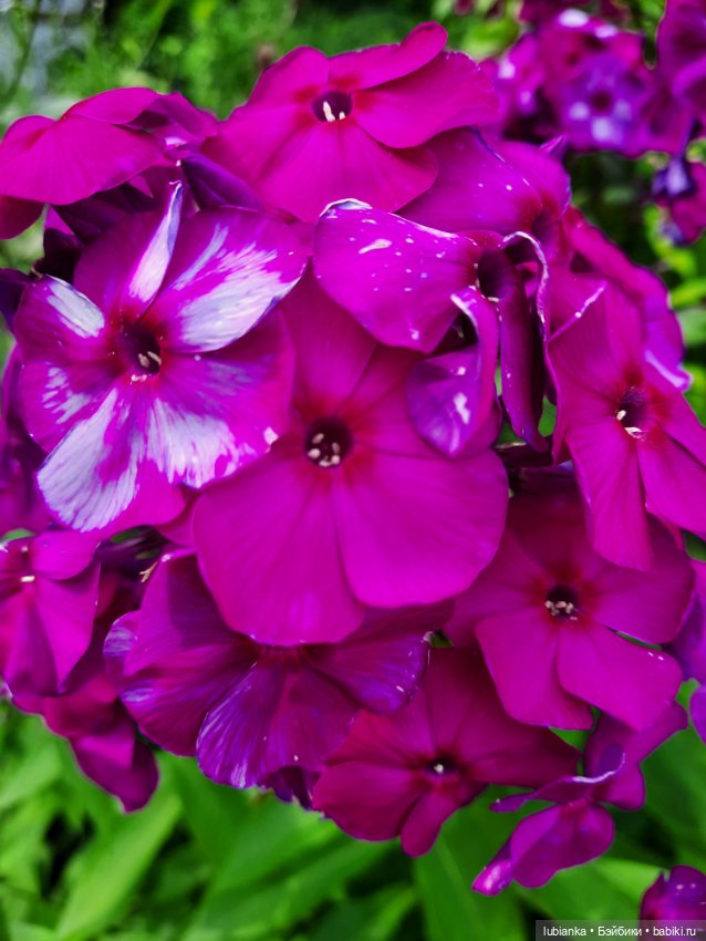 Куклы разные нужны... и цветы тоже