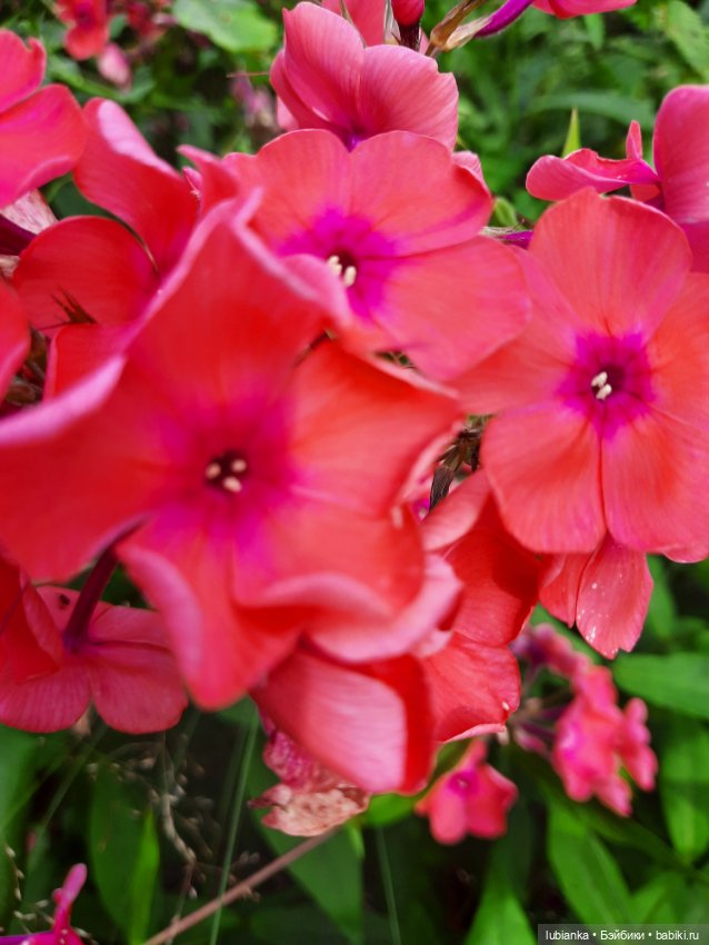 Куклы разные нужны... и цветы тоже