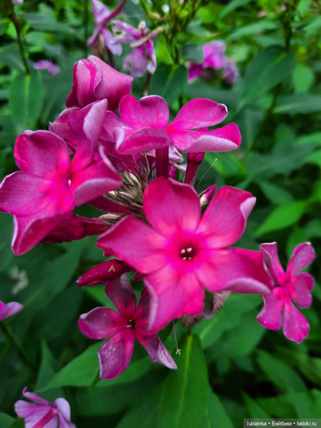 Куклы разные нужны... и цветы тоже