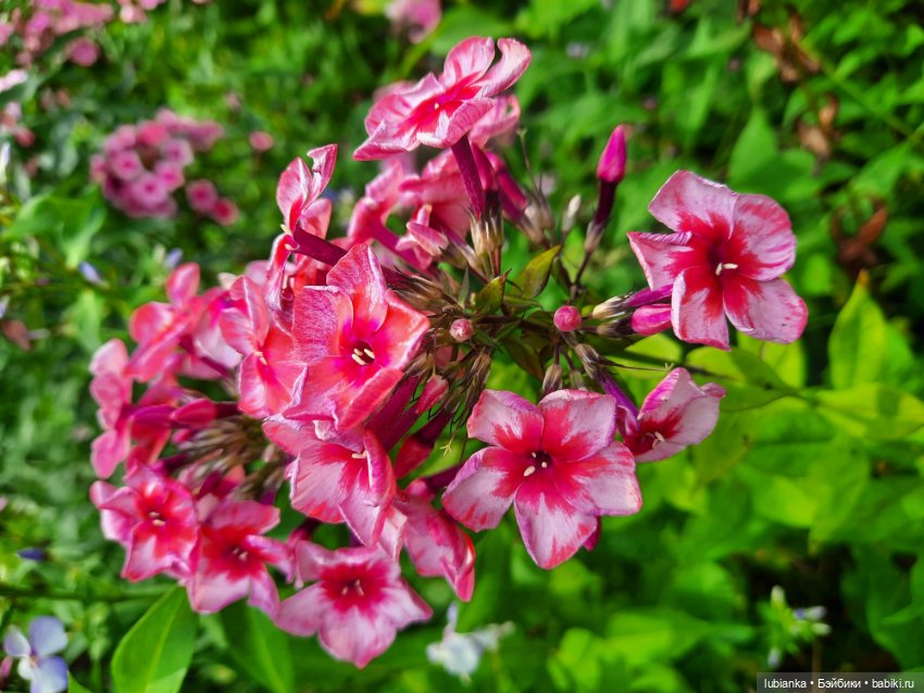 Куклы разные нужны... и цветы тоже