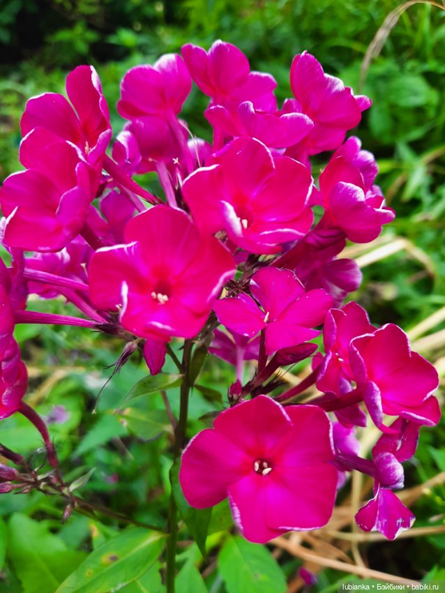 Куклы разные нужны... и цветы тоже