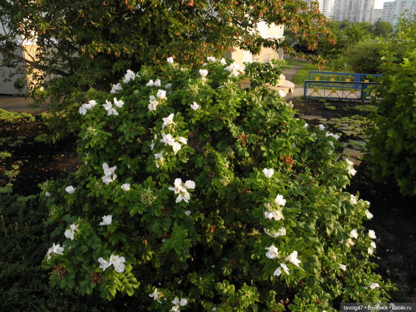 Крошечный топик про крошечную девочку (фото 7)