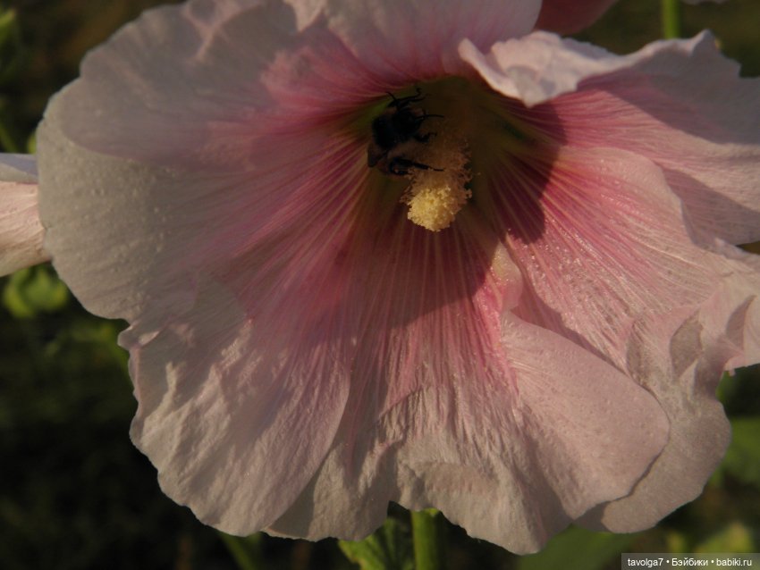 Крошечный топик про крошечную девочку