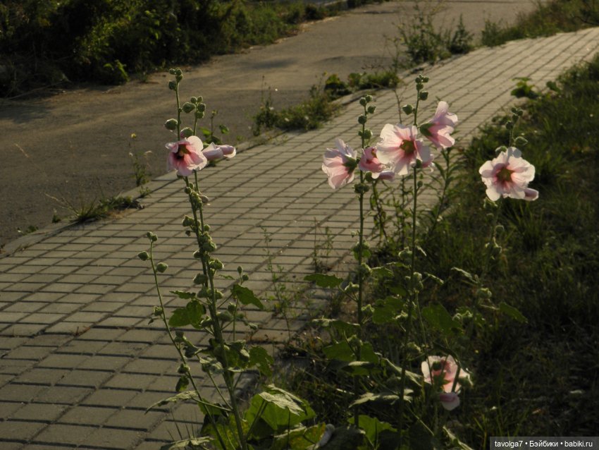 Крошечный топик про крошечную девочку (фото 10)