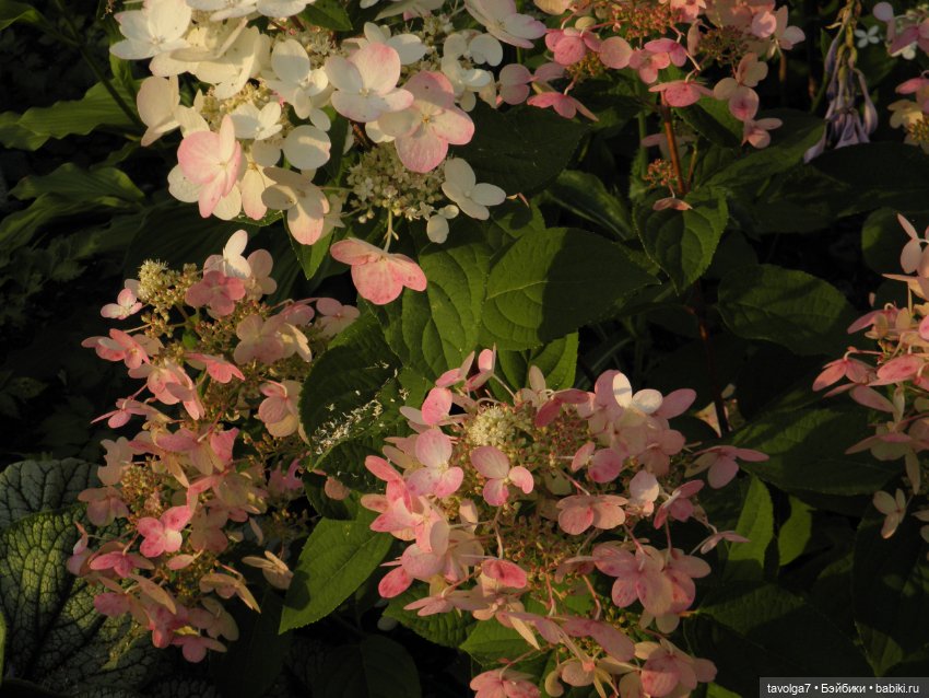 Крошечный топик про крошечную девочку (фото 4)