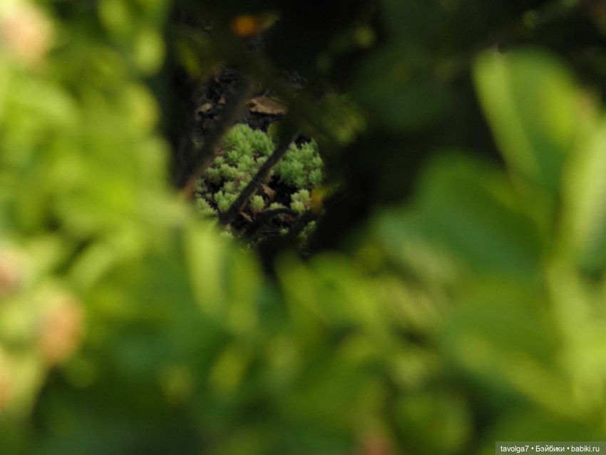 Крошечный топик про крошечную девочку (фото 8)