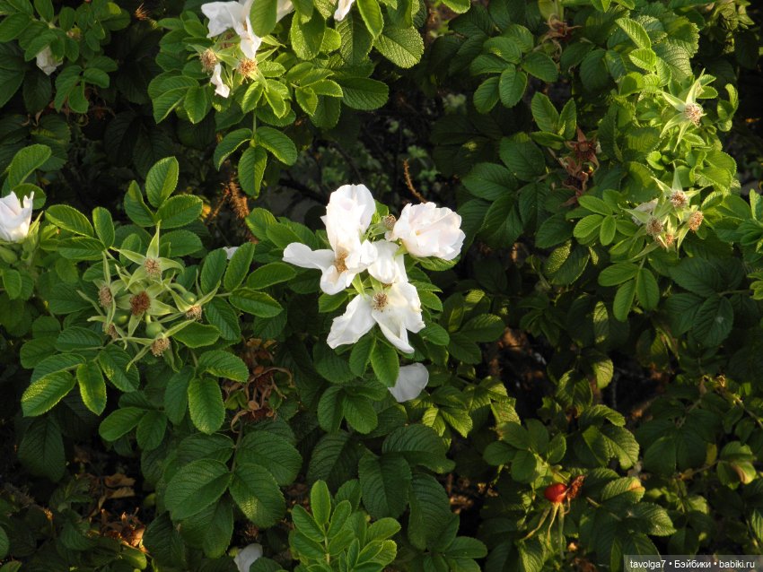 Крошечный топик про крошечную девочку (фото 6)