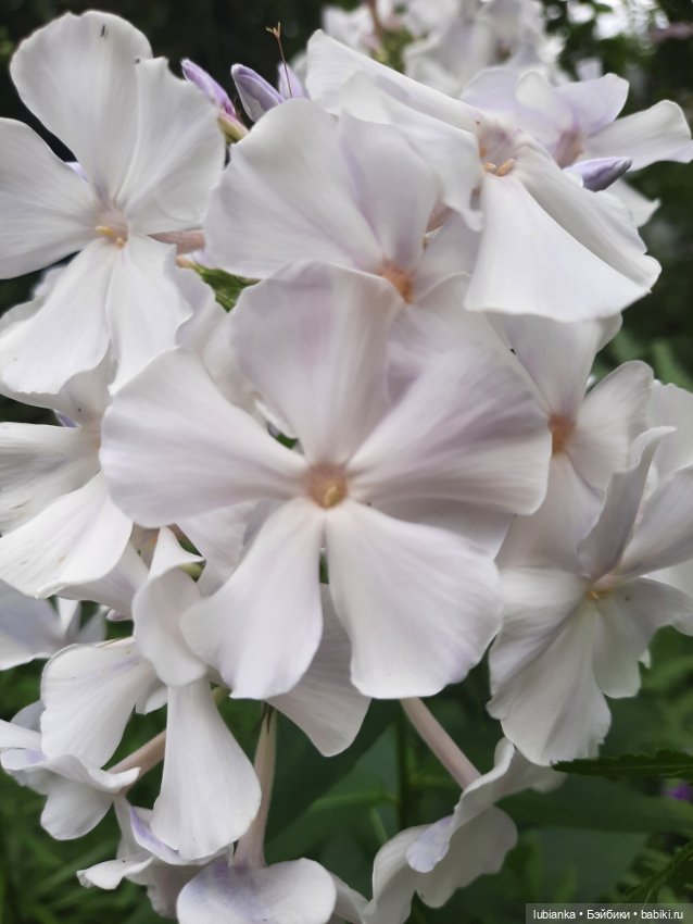 Куклы разные нужны... и цветы тоже