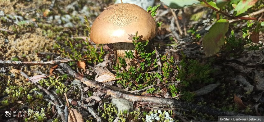 Готовы к прогулке по Заполярью? :) Давно не делилась фотографиями... 12.08.2021