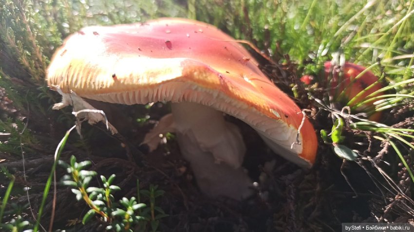 Готовы к прогулке по Заполярью? :) Давно не делилась фотографиями... 12.08.2021