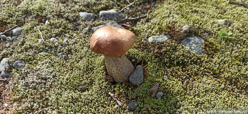 Готовы к прогулке по Заполярью? :) Давно не делилась фотографиями... 12.08.2021