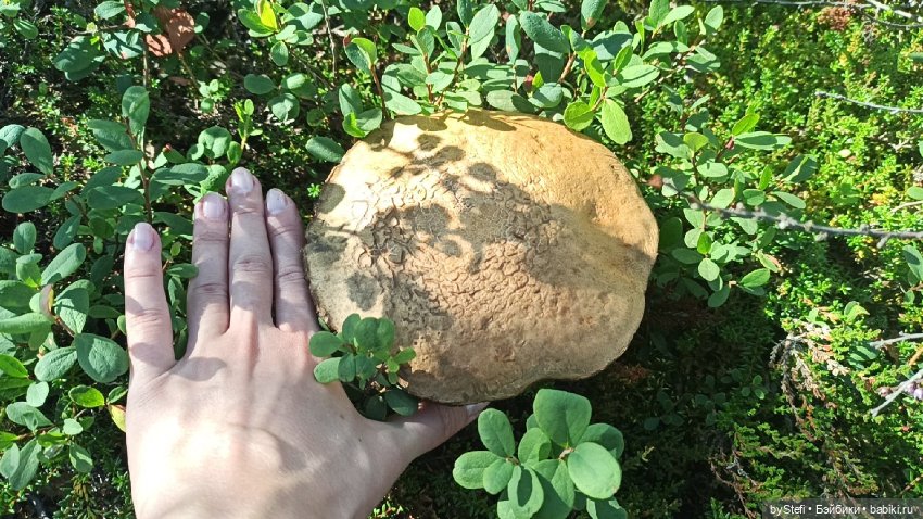 Готовы к прогулке по Заполярью? :) Давно не делилась фотографиями... 12.08.2021