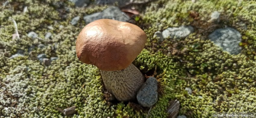 Готовы к прогулке по Заполярью? :) Давно не делилась фотографиями... 12.08.2021