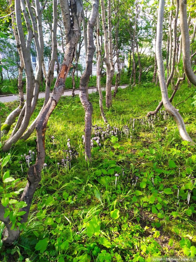 Готовы к прогулке по Заполярью? :) Давно не делилась фотографиями... 12.08.2021