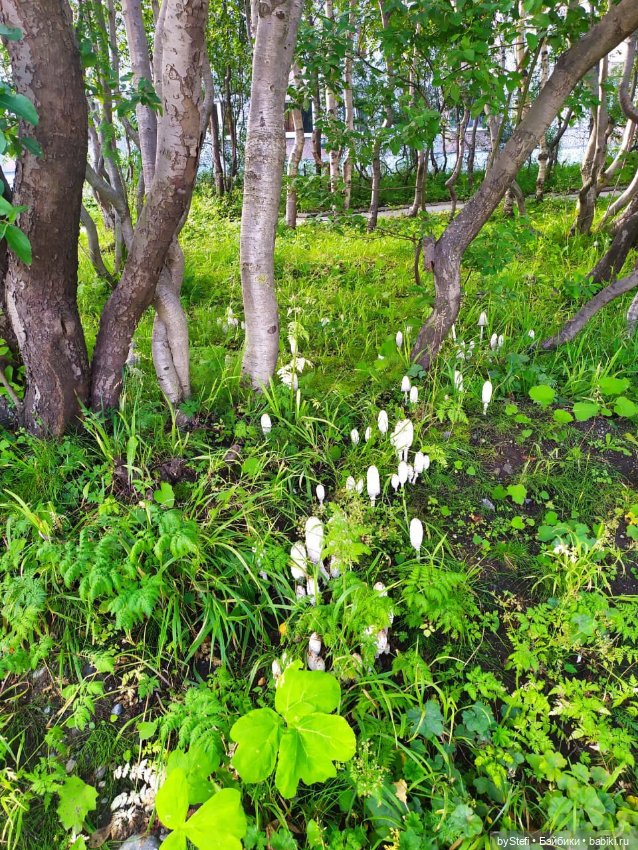 Готовы к прогулке по Заполярью? :) Давно не делилась фотографиями... 12.08.2021