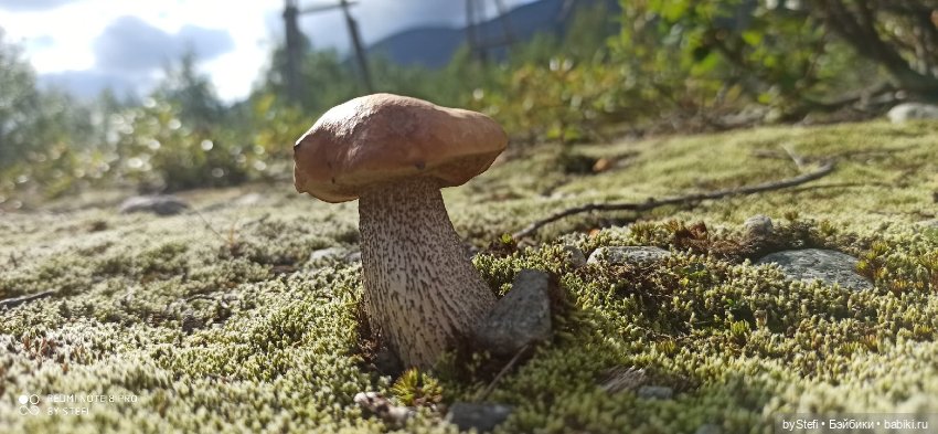 Готовы к прогулке по Заполярью? :) Давно не делилась фотографиями... 12.08.2021