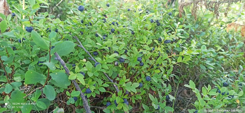 Готовы к прогулке по Заполярью? :) Давно не делилась фотографиями... 12.08.2021