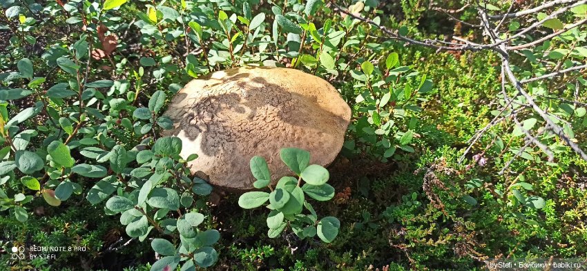 Готовы к прогулке по Заполярью? :) Давно не делилась фотографиями... 12.08.2021