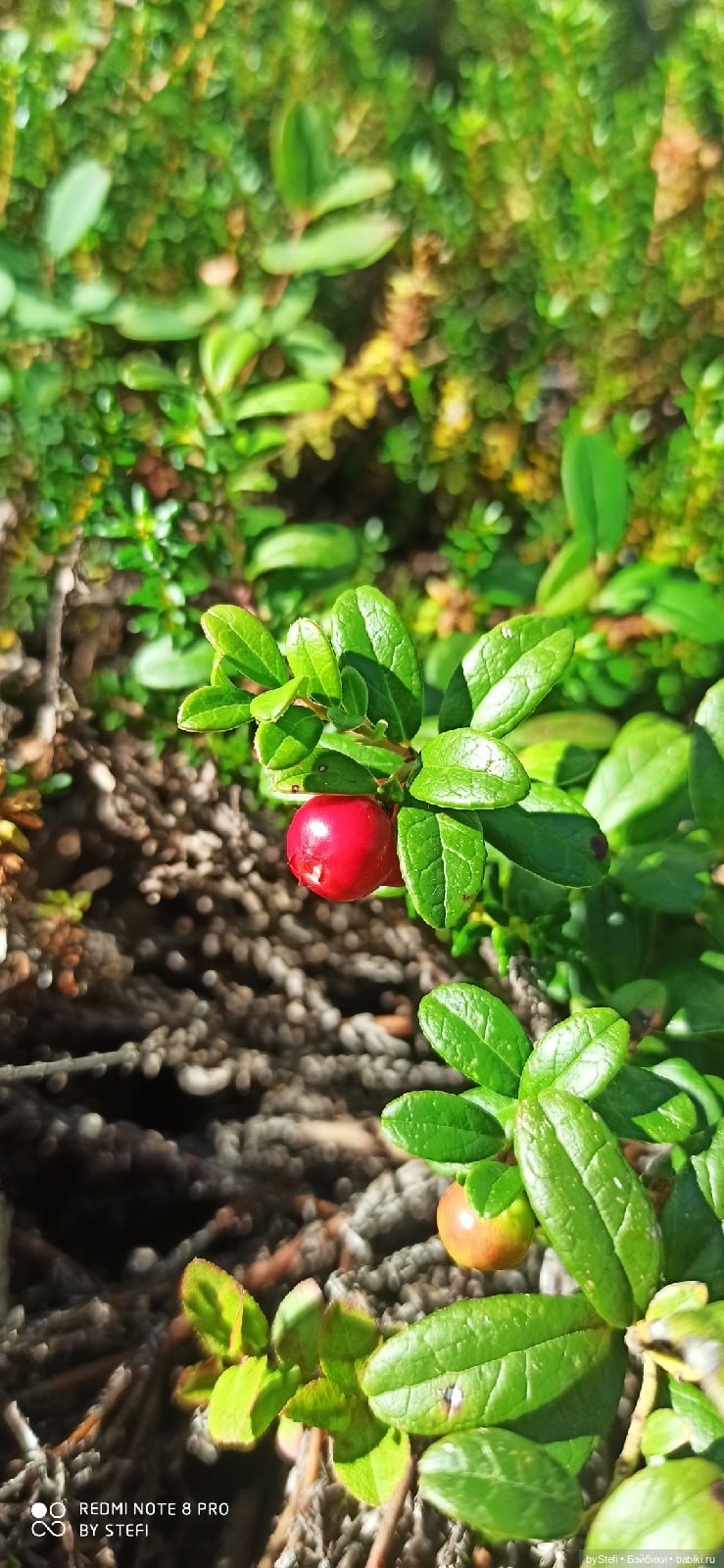 Готовы к прогулке по Заполярью? :) Давно не делилась фотографиями... 12.08.2021