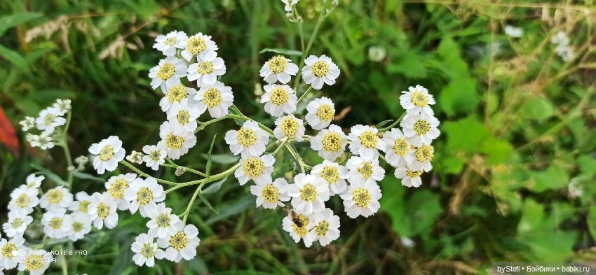 Готовы к прогулке по Заполярью? :) Давно не делилась фотографиями... 12.08.2021 (фото 2)