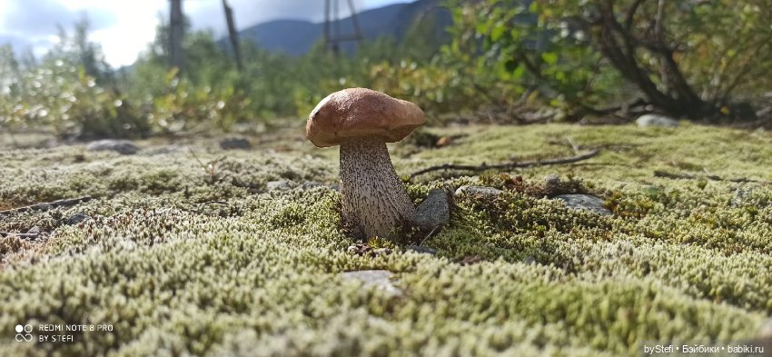 Готовы к прогулке по Заполярью? :) Давно не делилась фотографиями... 12.08.2021