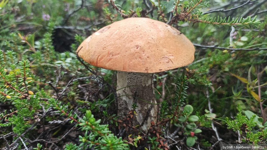 Готовы к прогулке по Заполярью? :) Давно не делилась фотографиями... 12.08.2021