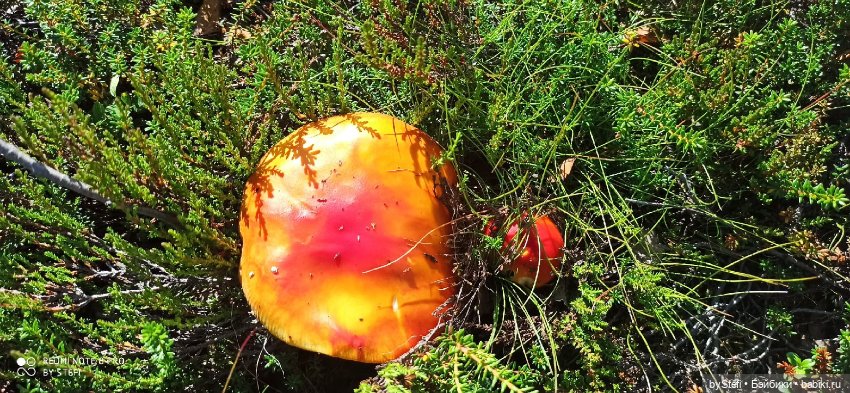 Готовы к прогулке по Заполярью? :) Давно не делилась фотографиями... 12.08.2021