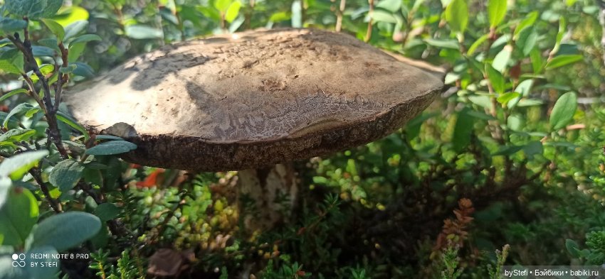 Готовы к прогулке по Заполярью? :) Давно не делилась фотографиями... 12.08.2021